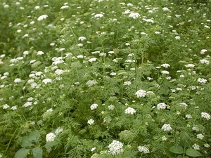 开花
