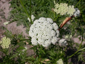 花径8cm